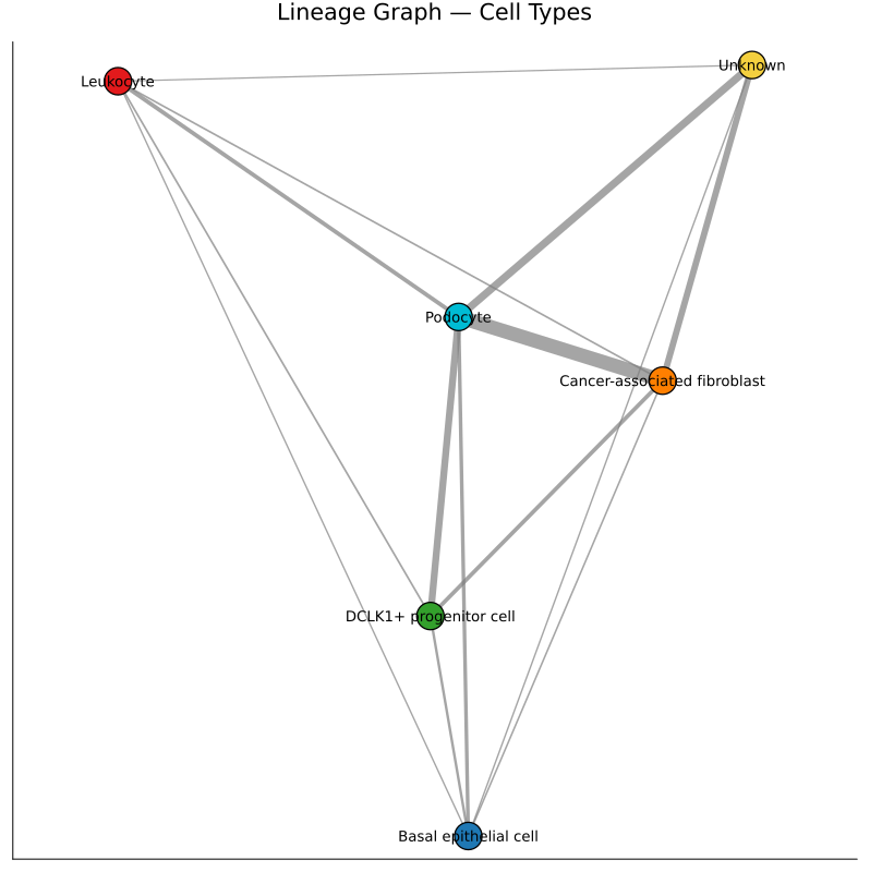 Cell type connectivity graph